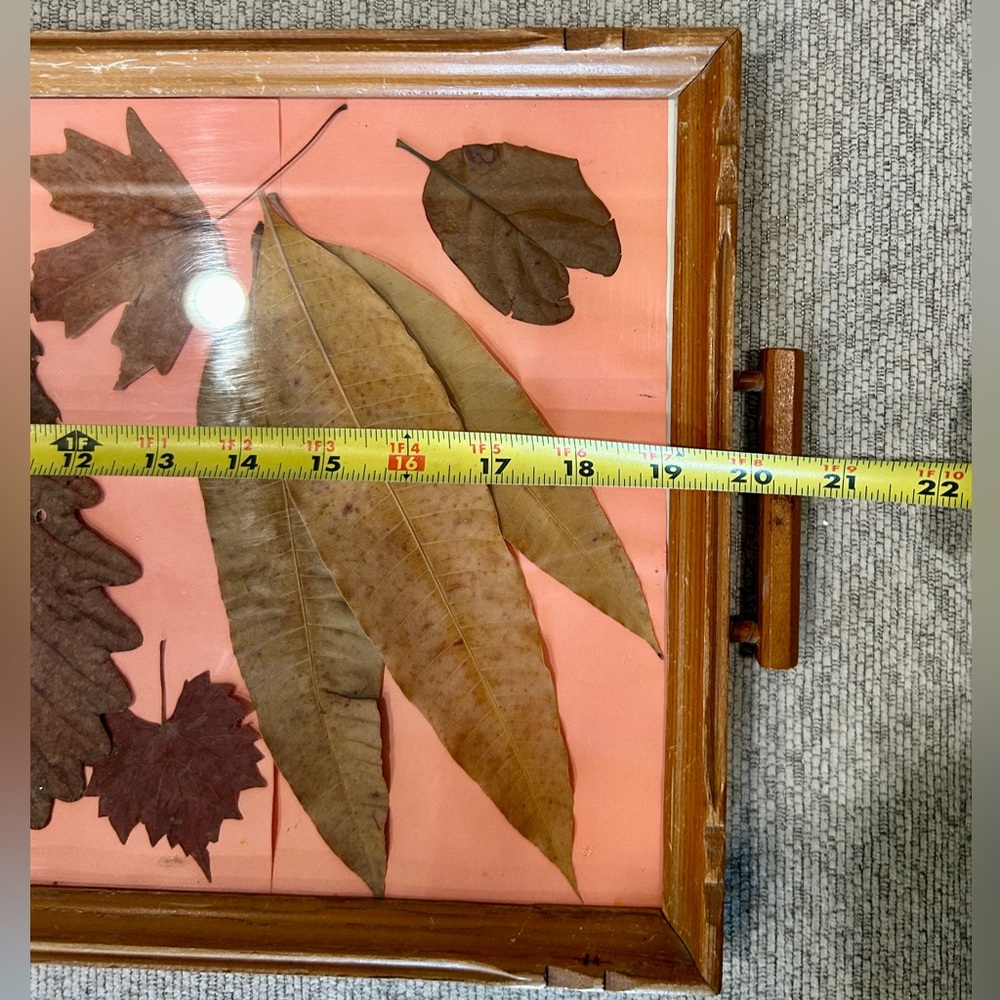 Vintage Framed Pressed Leaf & Botanical Art – Rustic Cottage Decor Cottagecore - Picture 4 of 7
